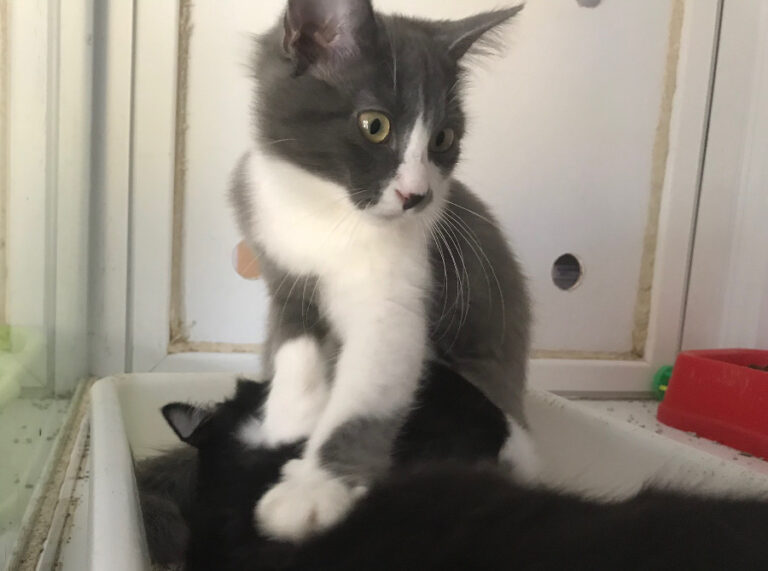 multimedia-foto52873-153-1