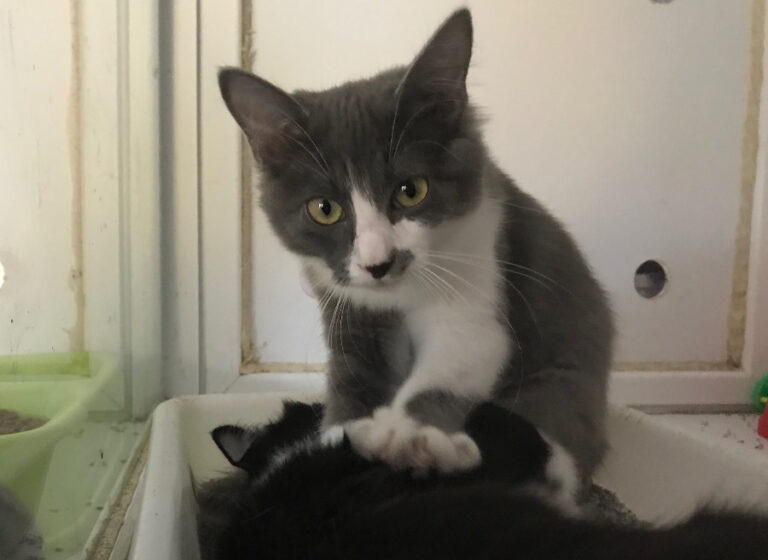 multimedia-foto52874-153-1