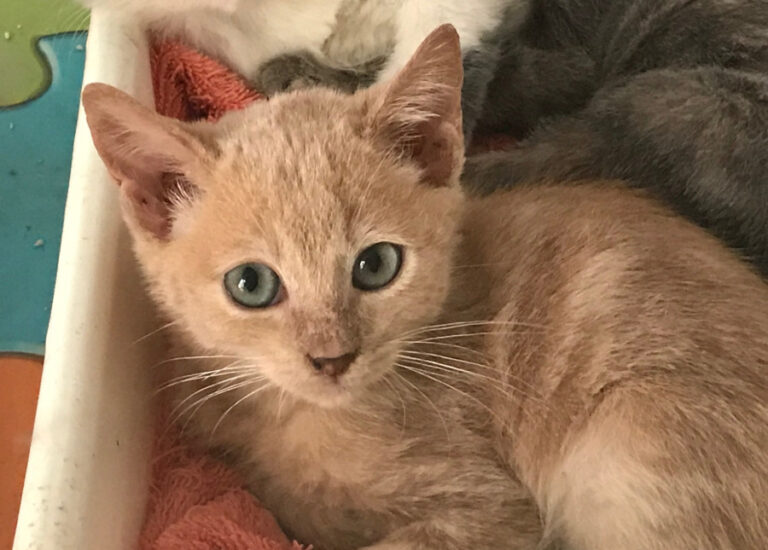 multimedia-foto52896-673-1