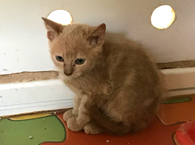 multimedia-foto52898-674-1