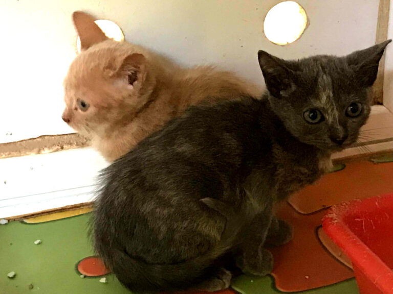 multimedia-foto52899-674-1