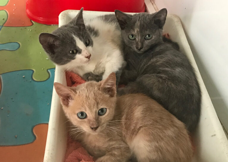 multimedia-foto52900-698-1