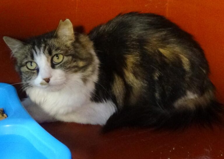 multimedia-foto53008-127-1