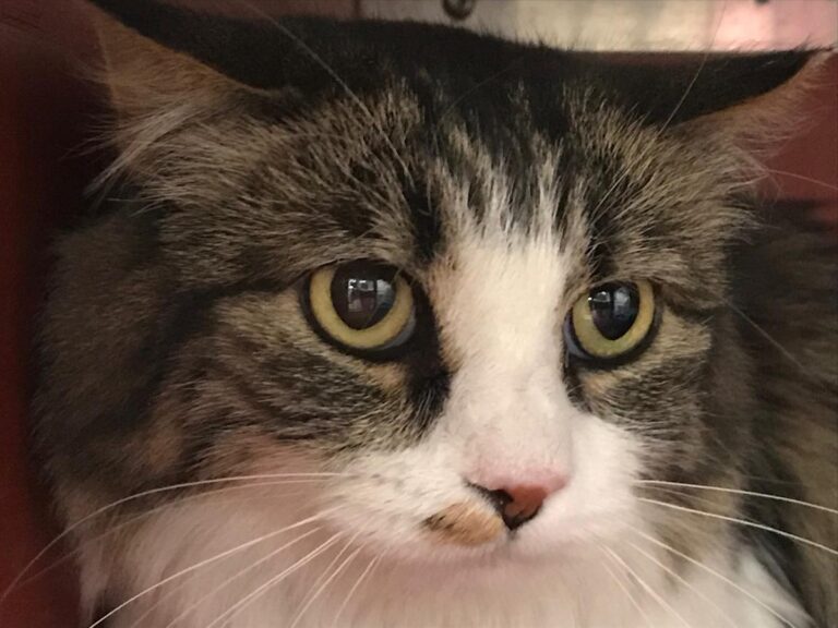 multimedia-foto53010-127-1