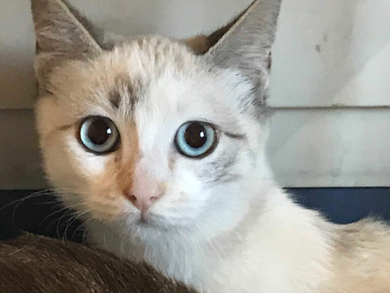 multimedia-foto53033-730-1