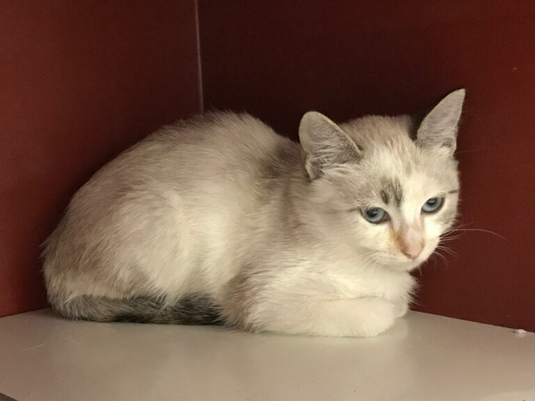 multimedia-foto53034-730-1