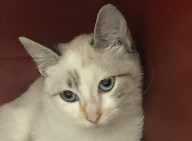 multimedia-foto53035-730-1