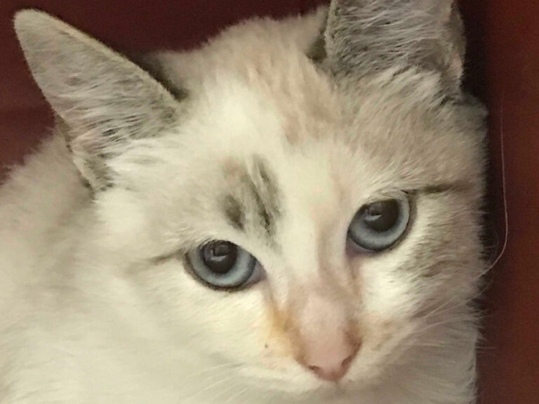 multimedia-foto53036-730-1