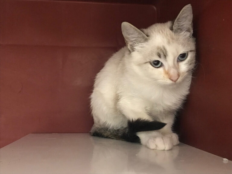 multimedia-foto53037-731-1