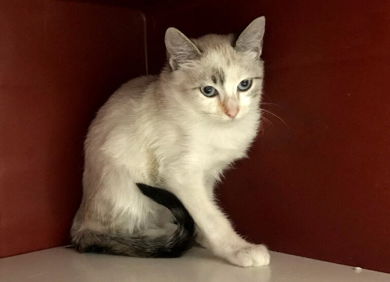 multimedia-foto53038-731-1