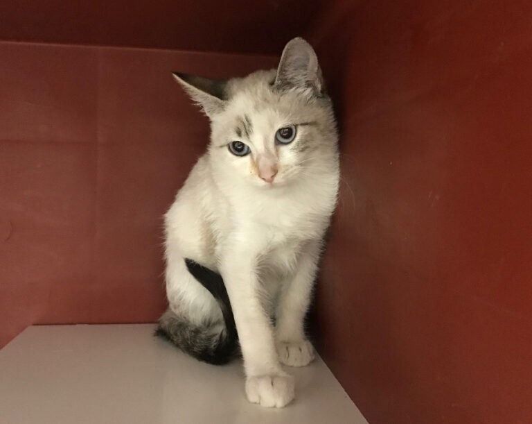 multimedia-foto53039-731-1