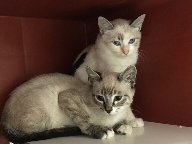 multimedia-foto53040-731-1