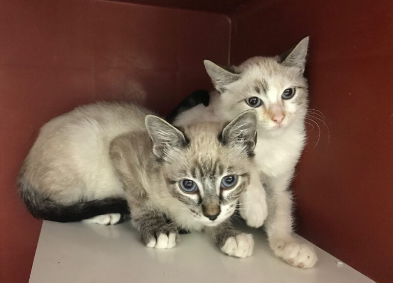 multimedia-foto53041-732-1