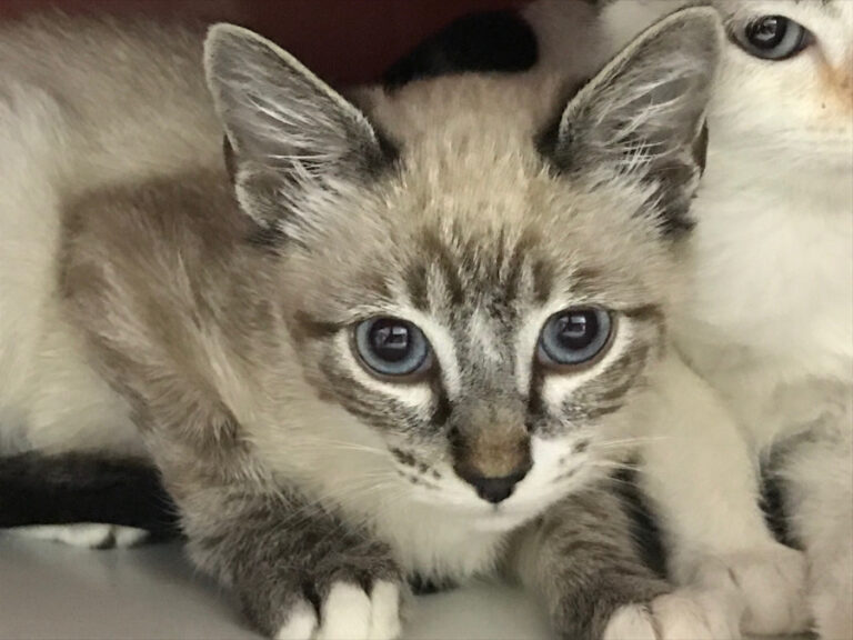 multimedia-foto53043-832-1