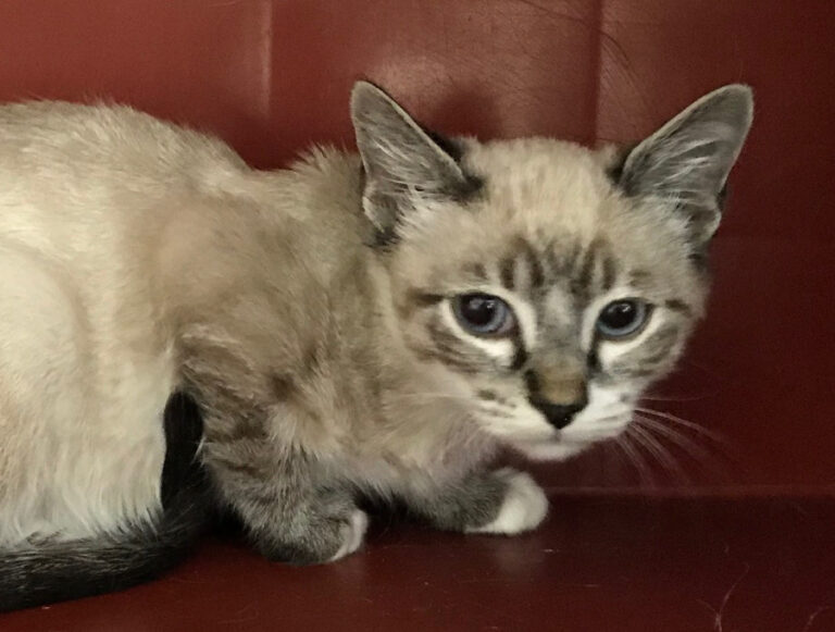 multimedia-foto53047-833-1