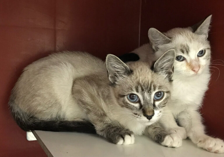 multimedia-foto53050-833-1