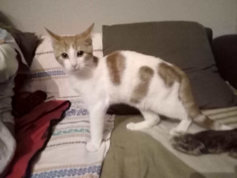 multimedia-foto53148-857-1