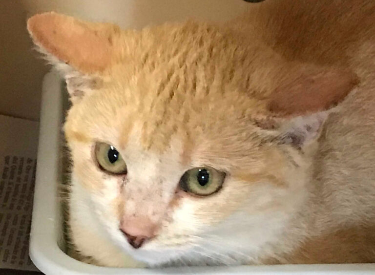 multimedia-foto53154-112-1