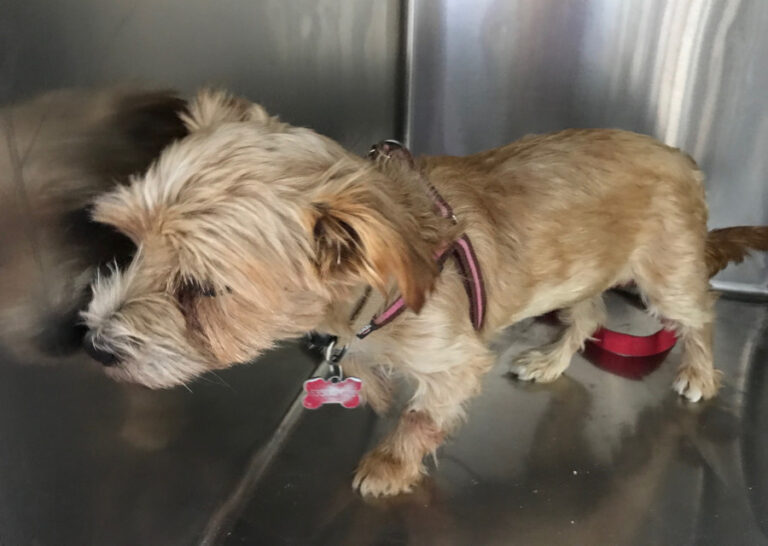 multimedia-foto53160-85-1