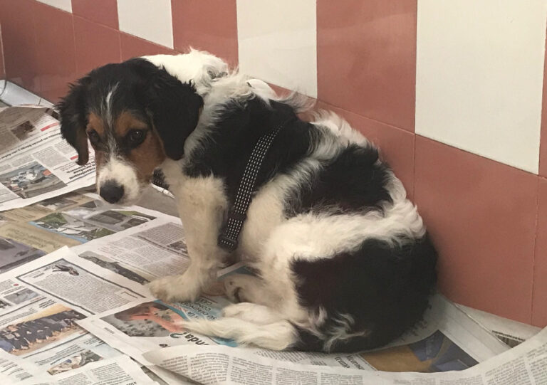 multimedia-foto53205-179-1