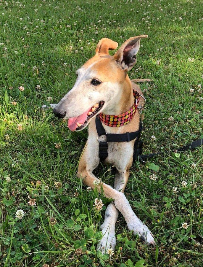 multimedia-foto53216-260-1