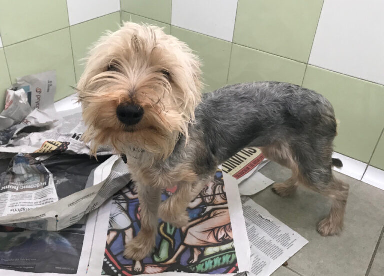 multimedia-foto53239-244-1