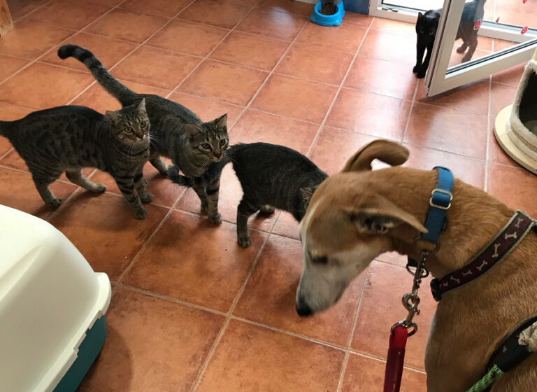 multimedia-foto53248-482-1