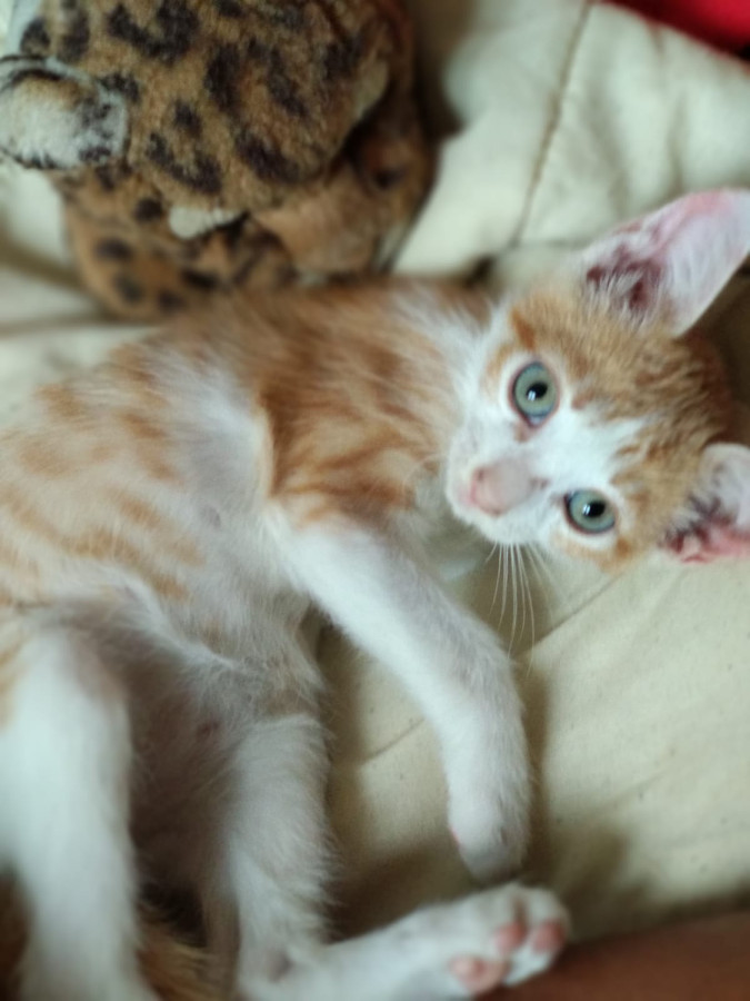 multimedia-foto53271-977-1