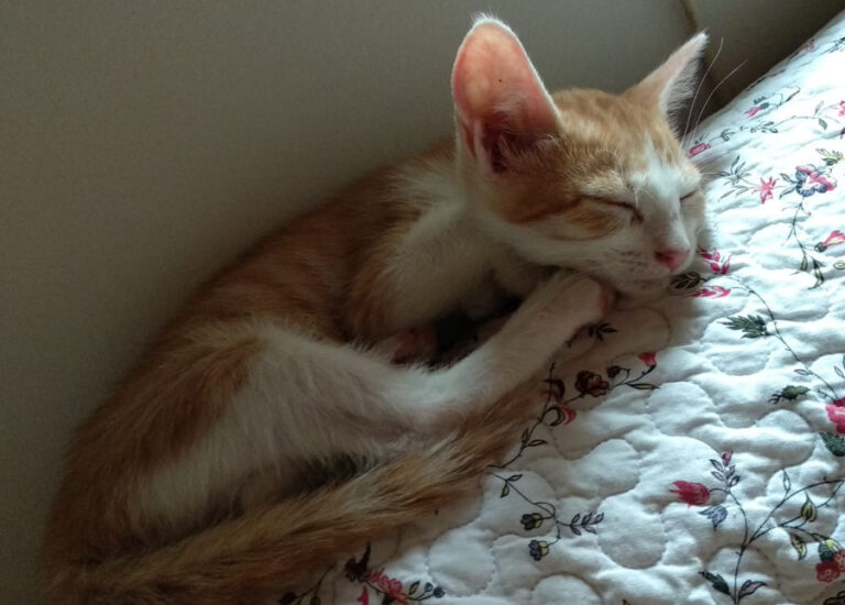 multimedia-foto53272-977-1