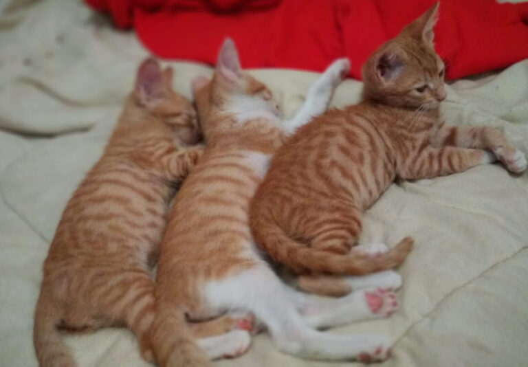 multimedia-foto53273-977-1