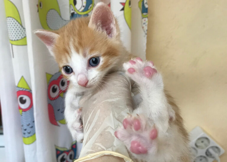 multimedia-foto53275-978-1