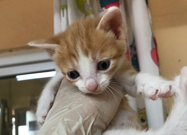 multimedia-foto53276-978-1