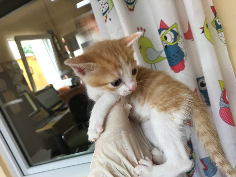 multimedia-foto53277-978-1