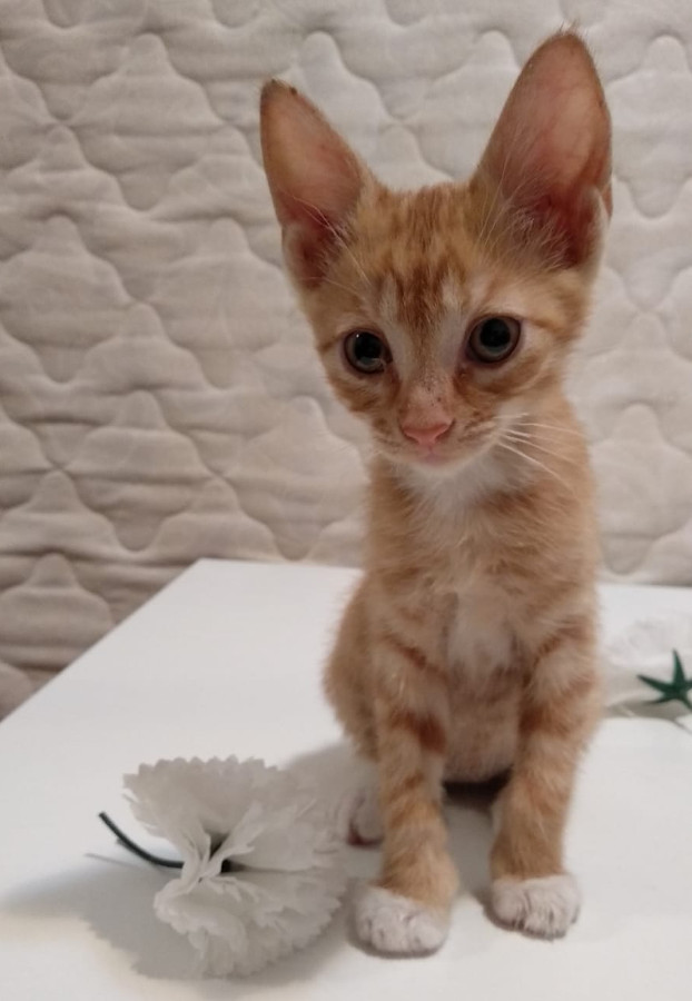 multimedia-foto53286-112-1