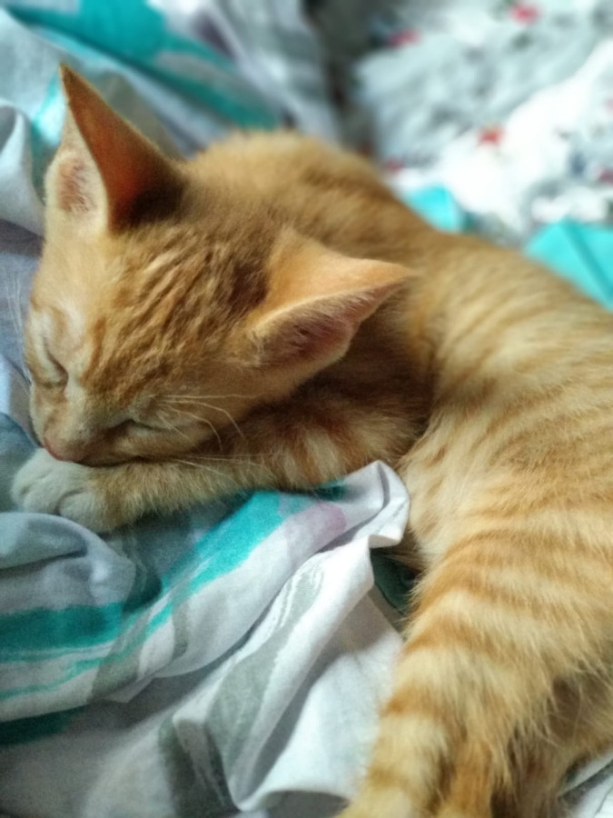 multimedia-foto53287-112-1