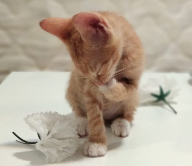 multimedia-foto53288-113-1