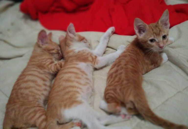 multimedia-foto53290-113-1