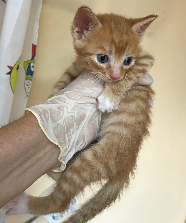 multimedia-foto53291-113-1