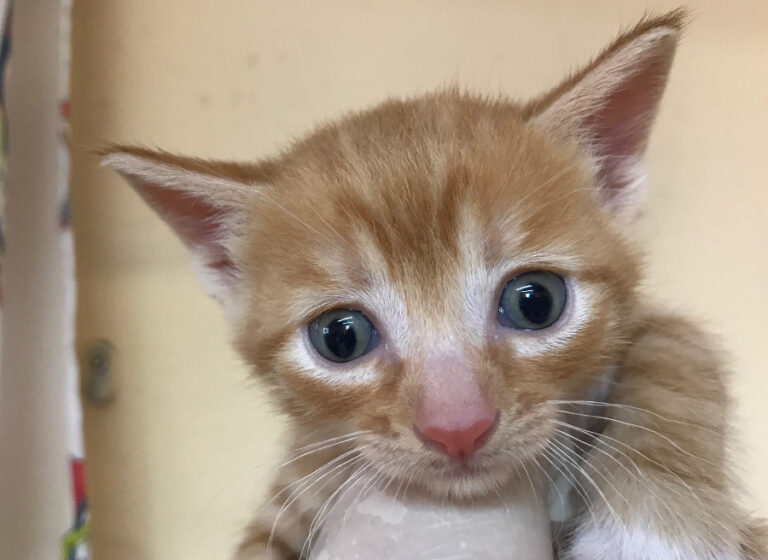 multimedia-foto53292-114-1