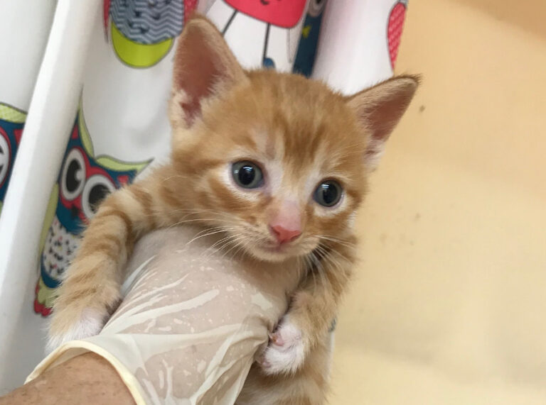 multimedia-foto53293-114-1