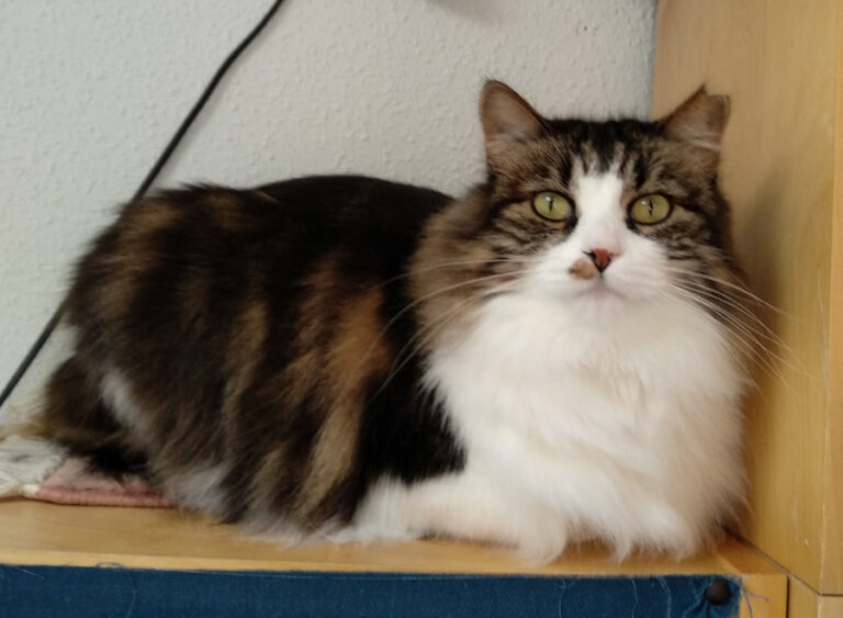 multimedia-foto53308-7-1