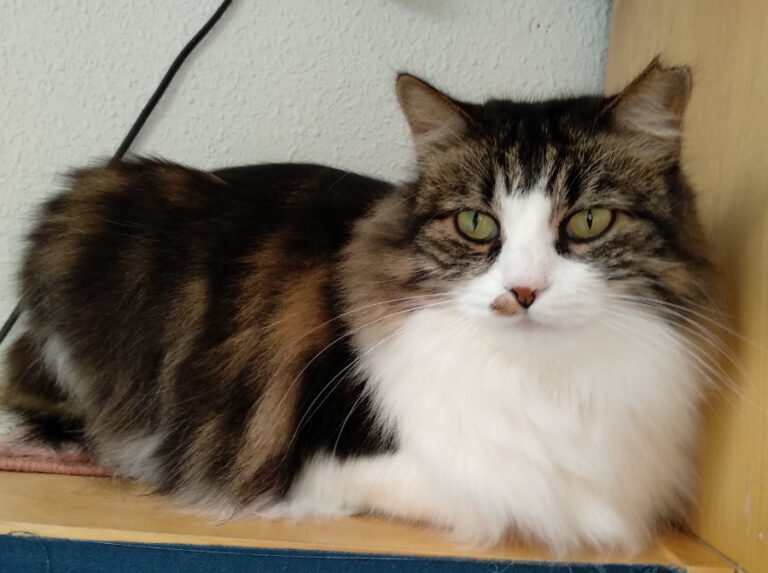 multimedia-foto53309-7-1