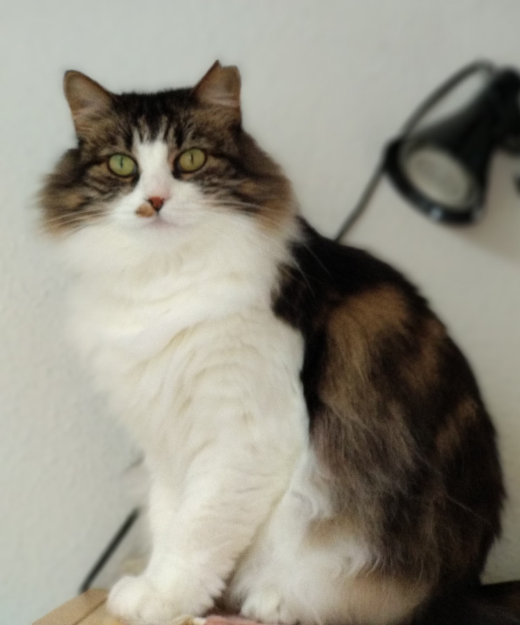 multimedia-foto53310-7-1