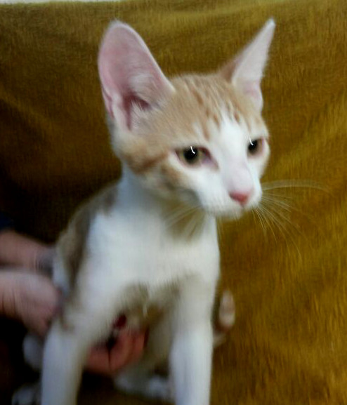 multimedia-foto53315-145-1