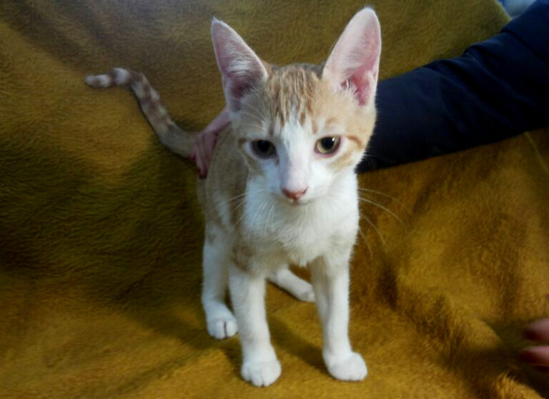 multimedia-foto53316-146-1