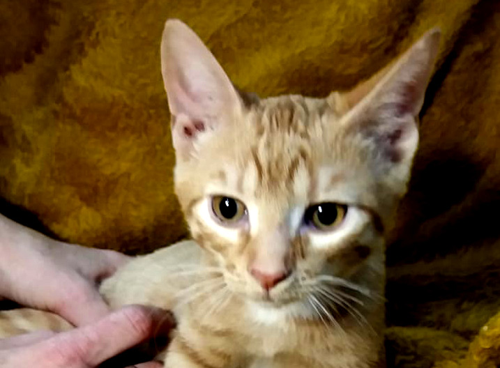 multimedia-foto53326-449-1