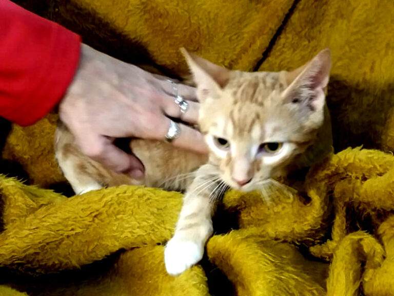 multimedia-foto53327-449-1