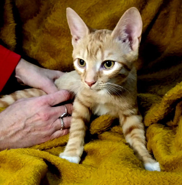 multimedia-foto53328-449-1