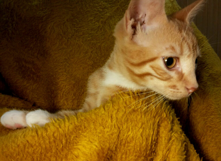 multimedia-foto53331-450-1