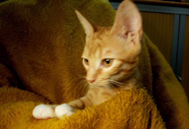 multimedia-foto53332-450-1